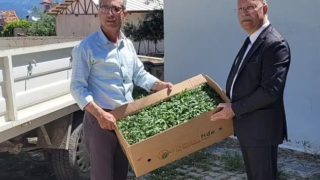 Domates fidesi dağıtıldı