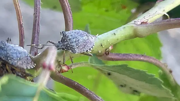 Yüzlerce çiftçinin kabusu oldu