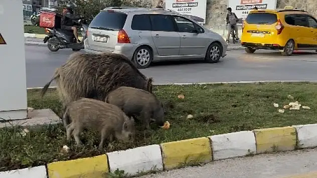 Yaban domuzu besleyenlere para cezası
