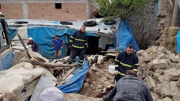 Amasya'da ahır çökünce hayvanlar göçük altında kaldı