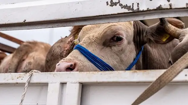 Kurbanlıklara Çankırı'da sıkı denetim