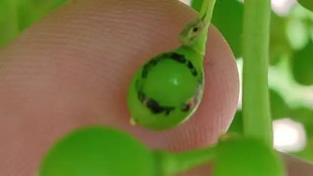 Üzüm üreticilerine 'Salkım Güvesi' uyarısı