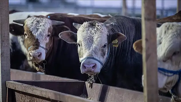 Satılamayan kurbanlıkları Et ve Süt Kurumu satın alacak