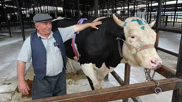 1 ton 200 kiloluk kurbanlık 350 bin TL'ye satıldı