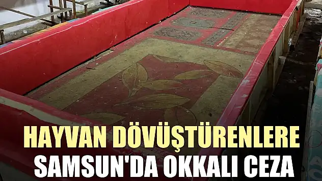 HAYVAN DÖVÜŞTÜRENLERE SAMSUN'DA OKKALI CEZA
