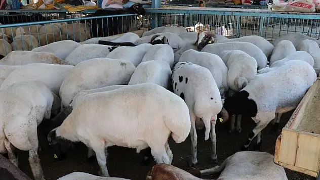 Kurbanlıklar alıcılarını bekliyor