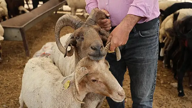 4 boynuzlu koçlar kurban pazarlarının gözdesi oldu