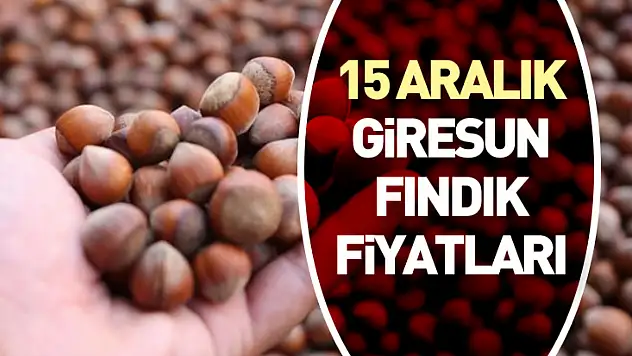 15 Aralık Giresun Fındık Fiyatları | Kalite Farkı Zirveyi Korumaya Devam Ediyor