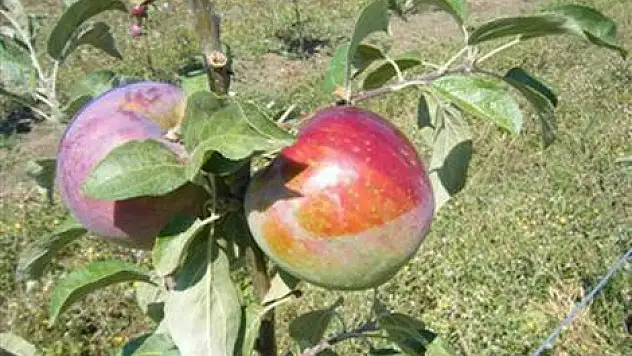 Elma için ilaçlı mücadele zamanı
