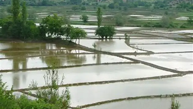 Organik Çeltik Yetiştiriciliği Eğitimi Verildi