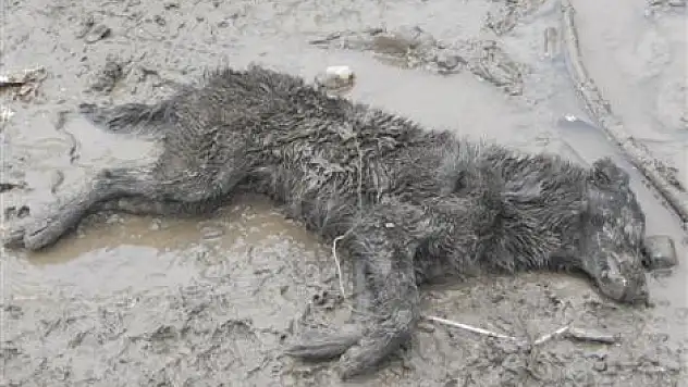 Köpekler Öldürülüyor mu, uyutuluyor mu?