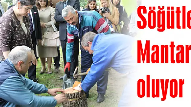 Söğütler Mantar oluyor