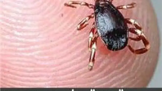 Kene kabusu geri döndü