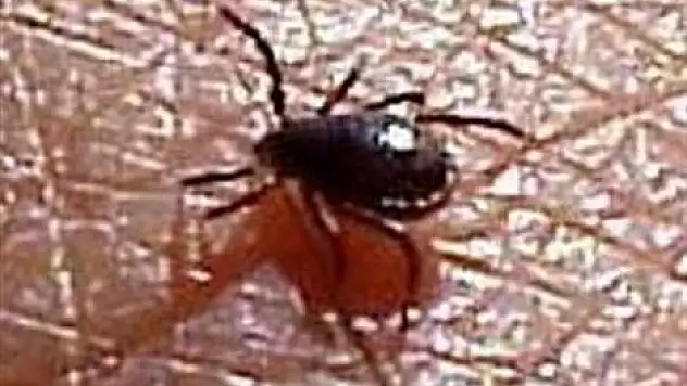 Bakanlığın kene alarmı verdiği 20 il