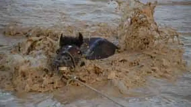 Sel suyuna kapılan atları itfaiye kurtardı