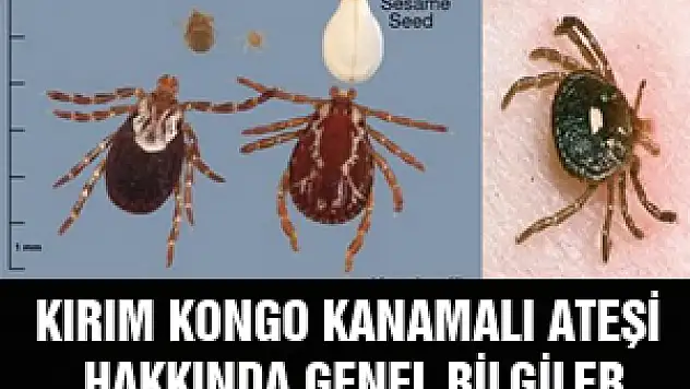 KIRIM KONGO KANAMALI ATEŞİ HAKKINDA GENEL BİLGİLER