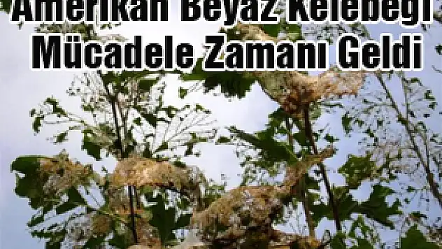 Amerikan Beyaz Kelebeği Mücadele Zamanı Geldi