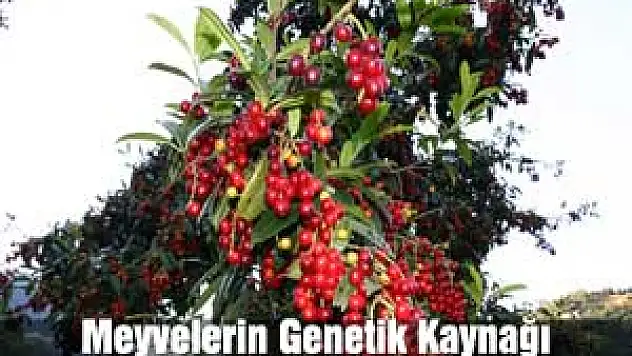 Meyvelerin Genetik Kaynağı araştırılıyor