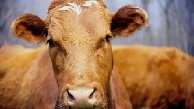 Besilik Sığır Yetiştirenlere müjde