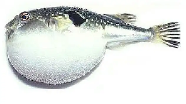 TÜBİTAK'tan önemli uyarı