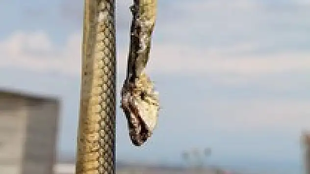 Eve giren yılan korkuttu