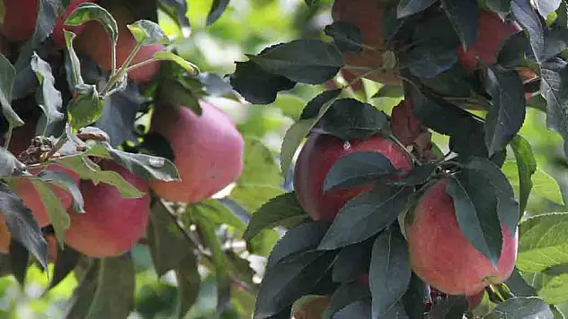 Elma üreticilerine önemli uyarı