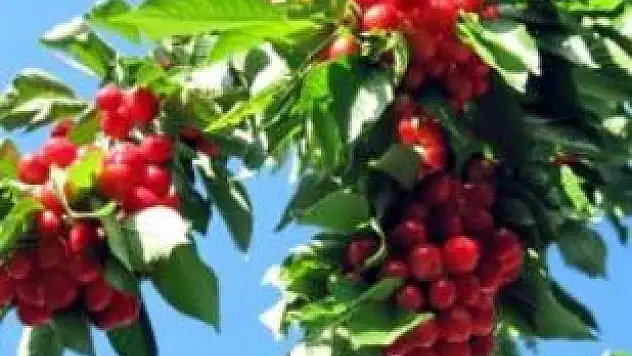 20 Kiraz Bir Aspirin Ediyor