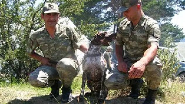 Bomba Arama Köpeği ilgi odağı oldu