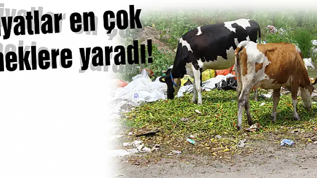 Fiyatlar en çok İneklere yaradı!