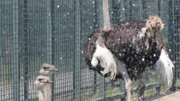 Hayvanlar dondurma ile serinliyor