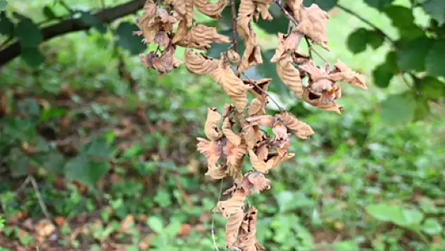 Fındık Beklenilen Rekoltenin Altında mı kalacak?