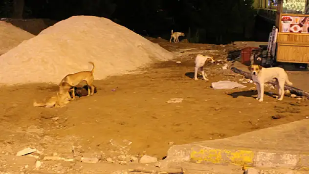 İlaçla toplanan Sokak Köpekleri için tepkiler artıyor