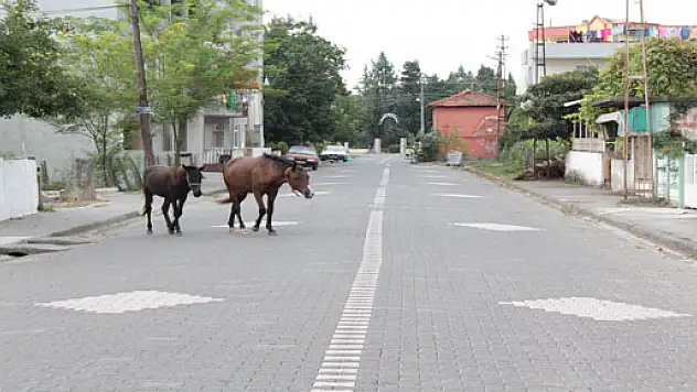 Köpeklerden sonra, Yılkılar şehre indi