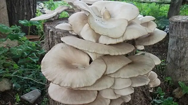 Ağaç mantarı sonuçları sevindirdi