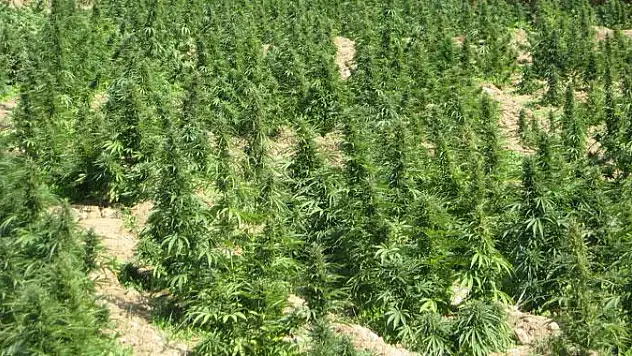 MİT'ten PKK'ya darbe