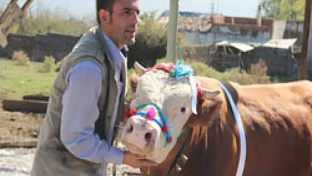 İki boğa alana bir boğa ile üç koç hediye