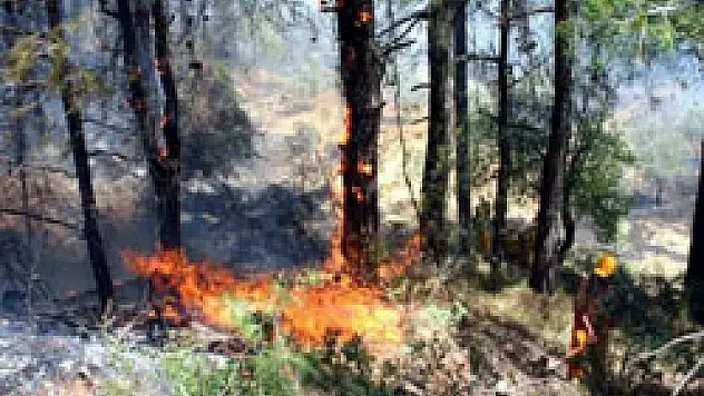 Samsun'da 13 orman yangını meydana geldi 