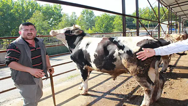 Kurbanlık hayvan piyasası kızışıyor
