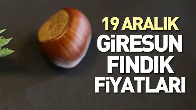 19 Aralık Giresun Fındık Fiyatları | Kalite Primi Liderliğini Koruyor