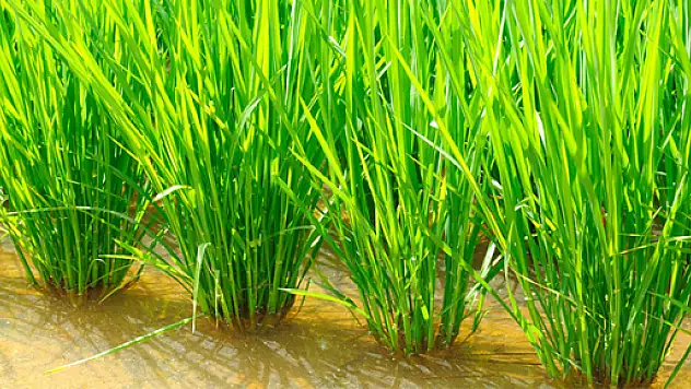 TMO Çeltik Müdahale Alım Fiyatlarını açıkladı