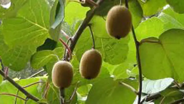 Çarşamba'da kivi hasadı başladı!