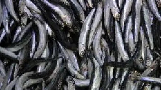 Karadeniz'de Hamsi Sezonu Açıldı