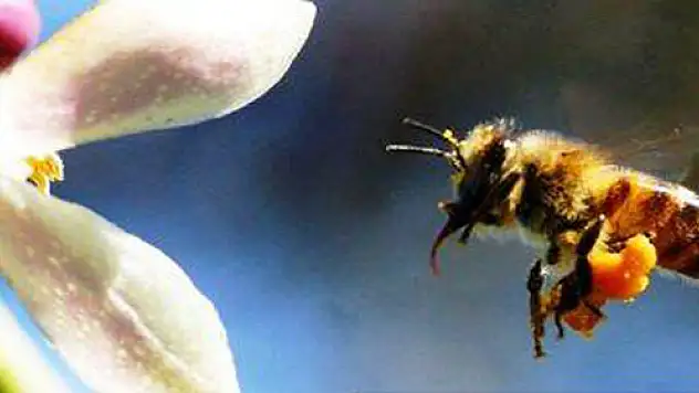 Tarım İlçe'den 'Arıcılık Desteklemesi'