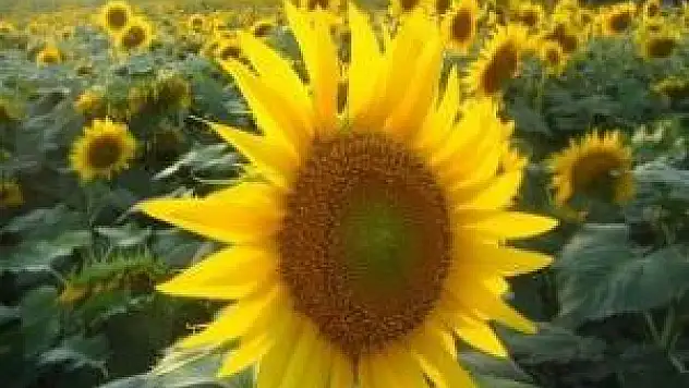 Bafay 'Tarım Kredi Gıda' İçin Üretim Yapacak