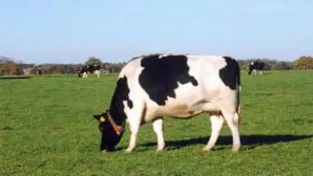 Suudi Arabistan Türkiye'den canlı hayvan alacak