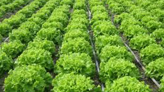 Örtüaltı 'Marula' teslim