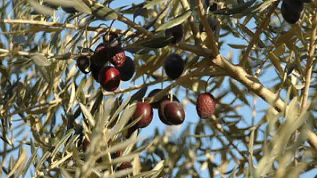 Üreticiye büyük ikramiye