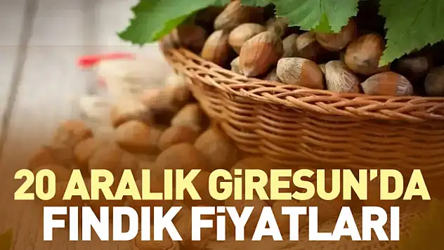 20 Aralık Giresun Fındık Fiyatları | Kalite Zirveye Taşıdı