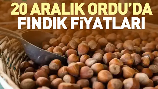 20 Aralık Ordu'da Fındık Fiyatları | Üretici Beklentiyi Yükseltti