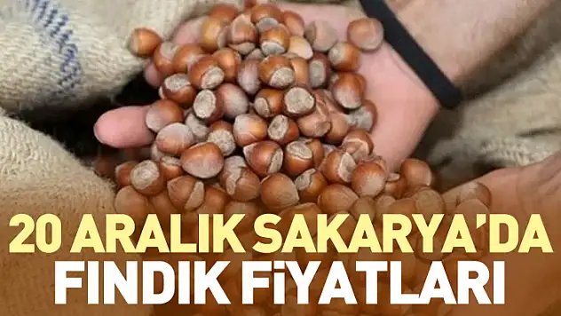 20 Aralık Sakarya Fındık Fiyatları | Piyasa Dengeli İlerliyor